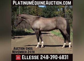 American Quarter Horse, Ruin, 11 Jaar, 163 cm, Grullo