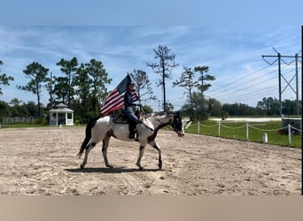 American Quarter Horse, Ruin, 11 Jaar, 165 cm, Overo-alle-kleuren
