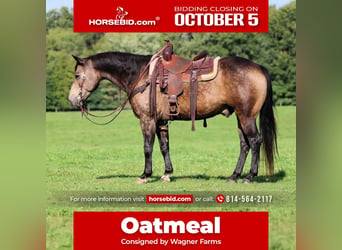 American Quarter Horse, Ruin, 11 Jaar, Buckskin