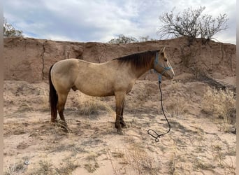 American Quarter Horse, Ruin, 11 Jaar, Falbe