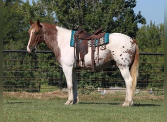 American Quarter Horse, Ruin, 11 Jaar, Gevlekt-paard