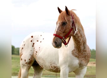 American Quarter Horse, Ruin, 11 Jaar, Gevlekt-paard