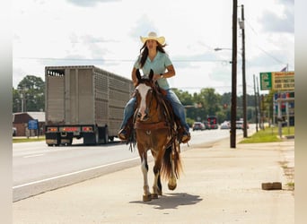American Quarter Horse, Ruin, 11 Jaar, Overo-alle-kleuren