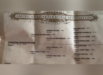American Quarter Horse, Ruin, 11 Jaar, Palomino
