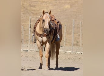 American Quarter Horse, Ruin, 11 Jaar, Palomino