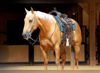 American Quarter Horse, Ruin, 11 Jaar, Palomino