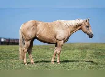 American Quarter Horse, Ruin, 11 Jaar, Palomino