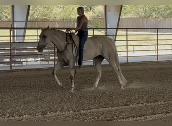 American Quarter Horse, Ruin, 11 Jaar, Palomino