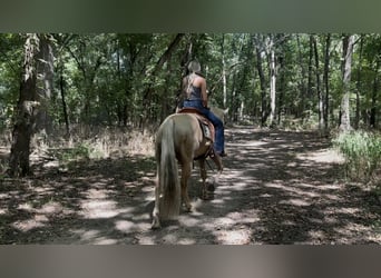 American Quarter Horse, Ruin, 11 Jaar, Palomino