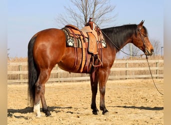 American Quarter Horse, Ruin, 11 Jaar, Roodbruin