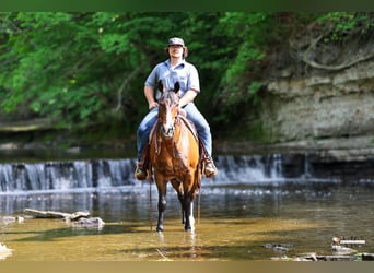 American Quarter Horse, Ruin, 11 Jaar, Roodbruin