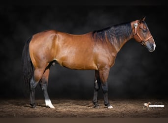 American Quarter Horse, Ruin, 11 Jaar, Roodbruin
