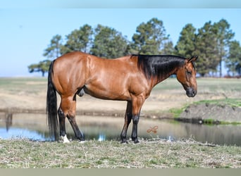 American Quarter Horse, Ruin, 11 Jaar, Roodbruin