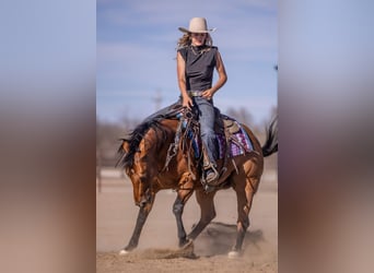 American Quarter Horse, Ruin, 11 Jaar, Roodbruin
