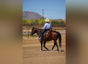 American Quarter Horse, Ruin, 11 Jaar, Roodbruin