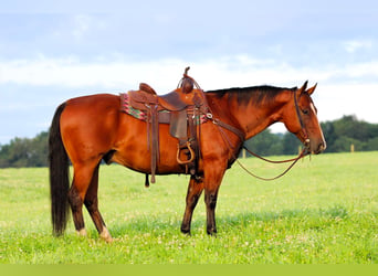 American Quarter Horse, Ruin, 11 Jaar, Roodbruin