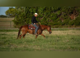 American Quarter Horse, Ruin, 11 Jaar, Roodvos