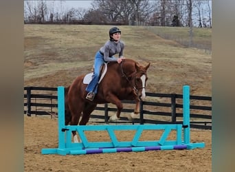 American Quarter Horse, Ruin, 11 Jaar, Roodvos