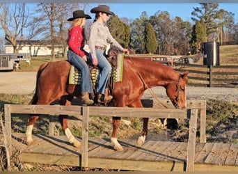 American Quarter Horse, Ruin, 11 Jaar, Roodvos