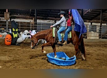 American Quarter Horse, Ruin, 11 Jaar, Roodvos