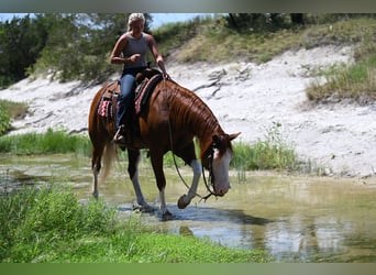 American Quarter Horse, Ruin, 11 Jaar, Roodvos