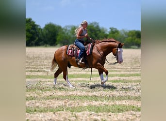 American Quarter Horse, Ruin, 11 Jaar, Roodvos