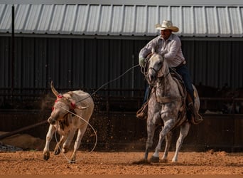 American Quarter Horse, Ruin, 11 Jaar, Schimmel