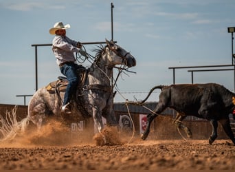 American Quarter Horse, Ruin, 11 Jaar, Schimmel