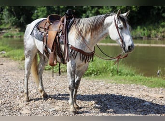 American Quarter Horse, Ruin, 11 Jaar, Schimmel
