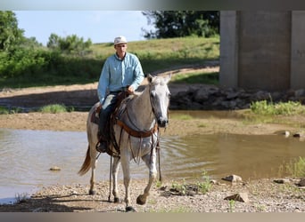 American Quarter Horse, Ruin, 11 Jaar, Schimmel