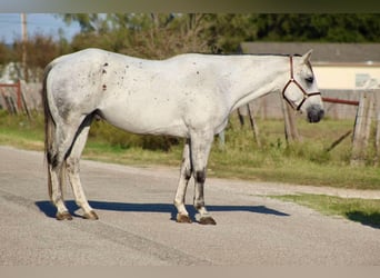 American Quarter Horse, Ruin, 11 Jaar, Schimmel