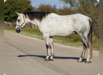 American Quarter Horse, Ruin, 11 Jaar, Schimmel