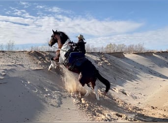 American Quarter Horse, Ruin, 11 Jaar, Tobiano-alle-kleuren