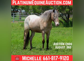 American Quarter Horse, Ruin, 11 Jaar