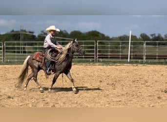 American Quarter Horse, Ruin, 12 Jaar, 122 cm, Bruin