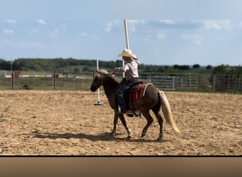 American Quarter Horse, Ruin, 12 Jaar, 122 cm, Bruin