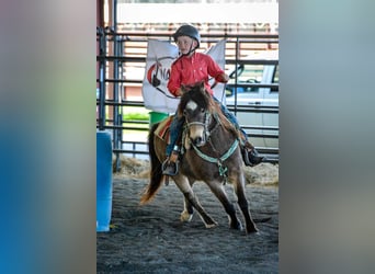 American Quarter Horse, Ruin, 12 Jaar, 122 cm, Buckskin