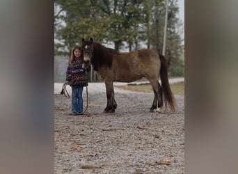 American Quarter Horse, Ruin, 12 Jaar, 122 cm, Buckskin