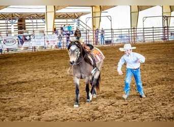 American Quarter Horse, Ruin, 12 Jaar, 122 cm, Buckskin