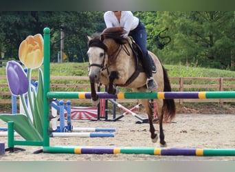 American Quarter Horse, Ruin, 12 Jaar, 132 cm, Buckskin