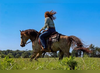 American Quarter Horse, Ruin, 12 Jaar, 132 cm, Buckskin