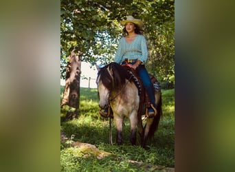 American Quarter Horse, Ruin, 12 Jaar, 132 cm, Buckskin