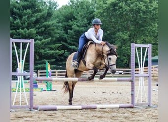 American Quarter Horse, Ruin, 12 Jaar, 132 cm, Buckskin