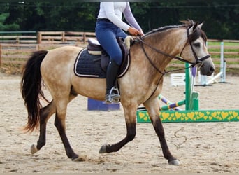 American Quarter Horse, Ruin, 12 Jaar, 132 cm, Buckskin