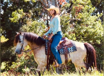 American Quarter Horse, Ruin, 12 Jaar, 132 cm, Buckskin