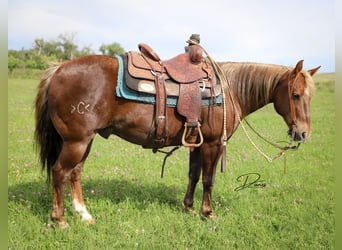 American Quarter Horse, Ruin, 12 Jaar, 140 cm, Donkere-vos