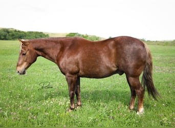 American Quarter Horse, Ruin, 12 Jaar, 140 cm, Donkere-vos