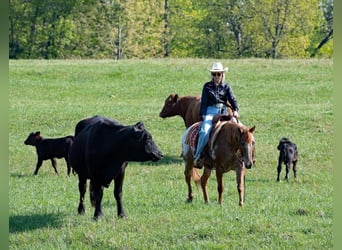 American Quarter Horse, Ruin, 12 Jaar, 140 cm, Roan-Red