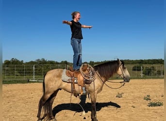 American Quarter Horse, Ruin, 12 Jaar, 142 cm, Buckskin