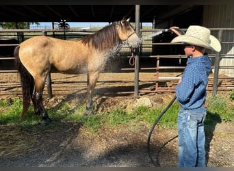 American Quarter Horse, Ruin, 12 Jaar, 142 cm, Buckskin